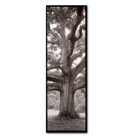 Alan Blaustein 'Hampton Field Tree II' Canvas Art,8x24